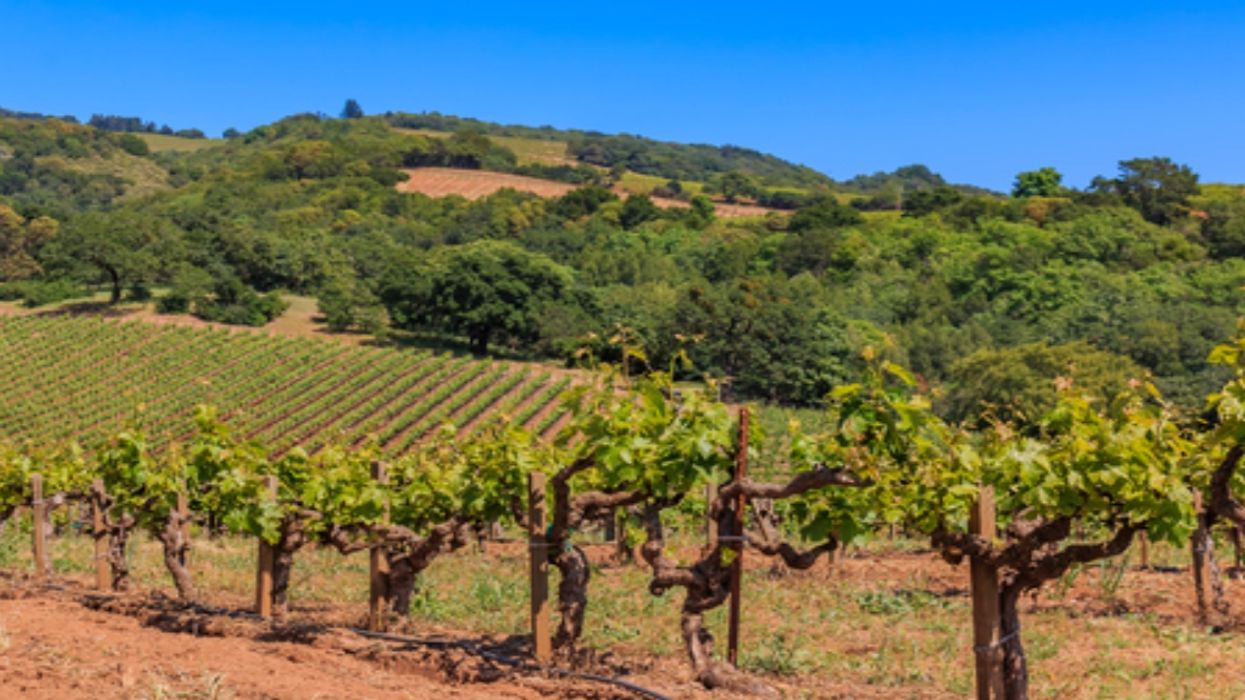 A California Winery Is Offering One Lucky Person Their Dream Job & Quebecers Can Apply