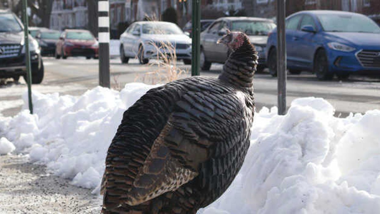 A Farewell To Butters: The Beloved Montreal Turkey Has Been Killed By A Car