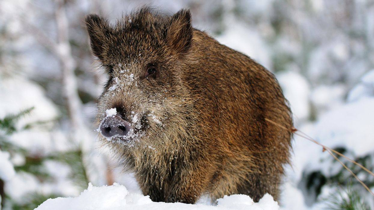 Hakuna Matata! A Wild Boar Was Spotted In Magog, Quebec But You're Not Allowed To Kill It