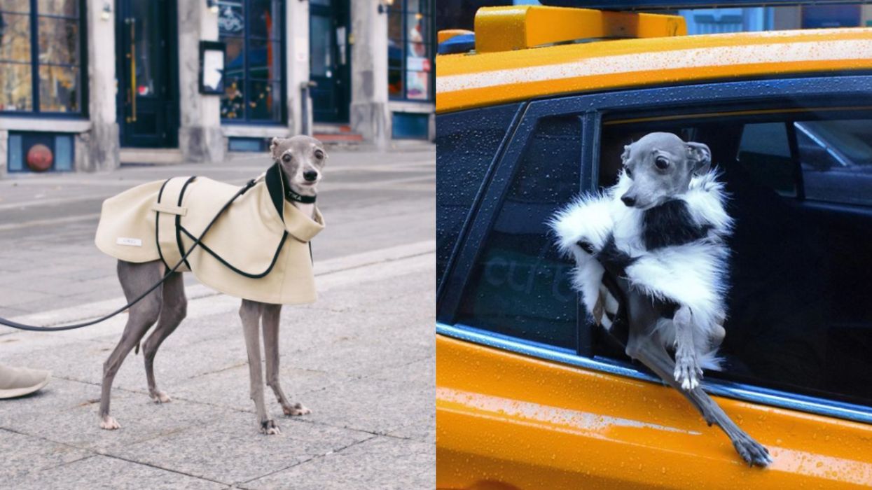 Montreal's Tika The Iggy Has Made It To Vogue Magazine & Honestly, It's What She Deserves