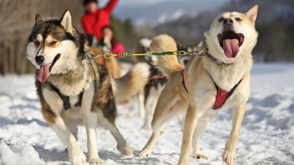 Locals Can Go Dog Sledding At Mont-Tremblant & It's The Most Canadian Thing Ever