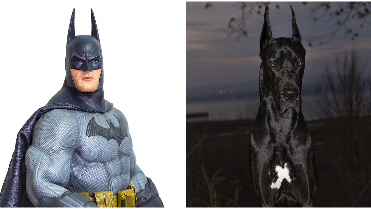 Quebec's Newest Celebrity Is A Great Dane That Looks Exactly Like Batman (PHOTOS)