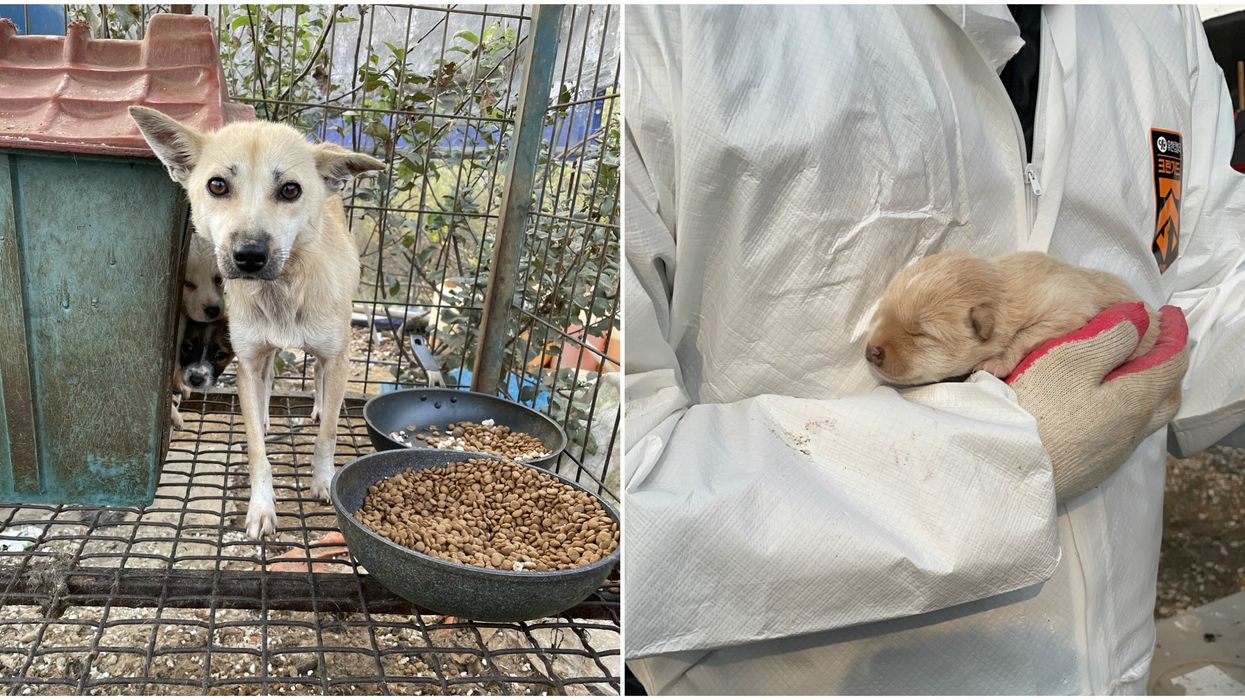 20 Dogs Rescued From A Living Nightmare Are Coming To Montreal To Find Homes
