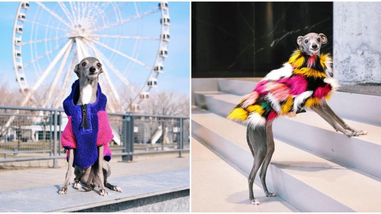 Montreal's Tika The Iggy Made The Most Relatable 2020 Meme & It's Going Viral (VIDEO)