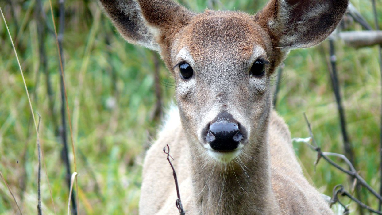 Longueuil Will Relocate Deer Instead Of Killing Them & The Mayor Says It's Due To Threats