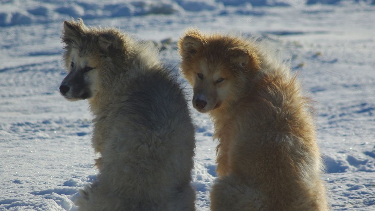 Dog Food Is Being Flown Into Northern Quebec To Save Stray Puppers In Need