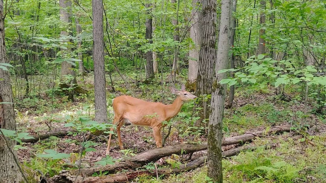 Officials Are Fighting A Destructive Gang Of Deer That Dominated A Park Outside Montreal