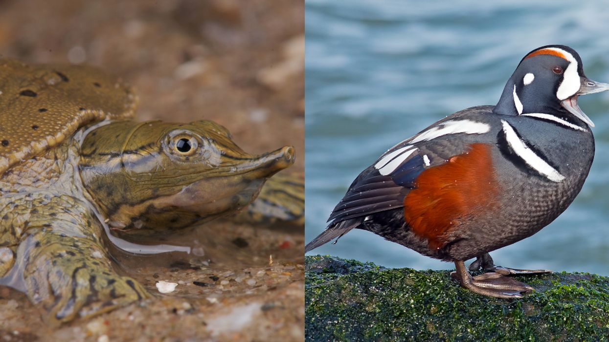 8 Weird & Wonderful Wild Animals That You Won't Believe Live In Quebec