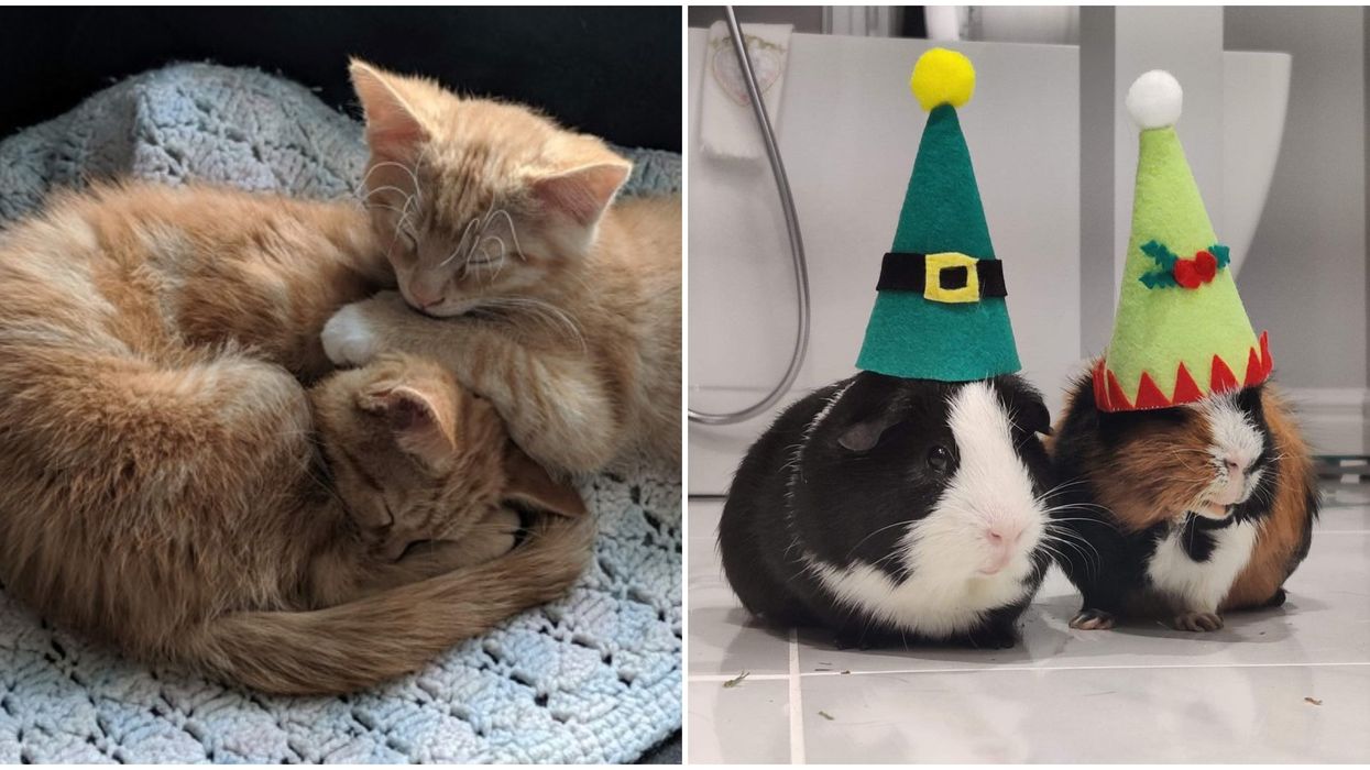 The Montreal SPCA Shared 3 Touching Animal Stories From 2020 That'll Bring You To Tears