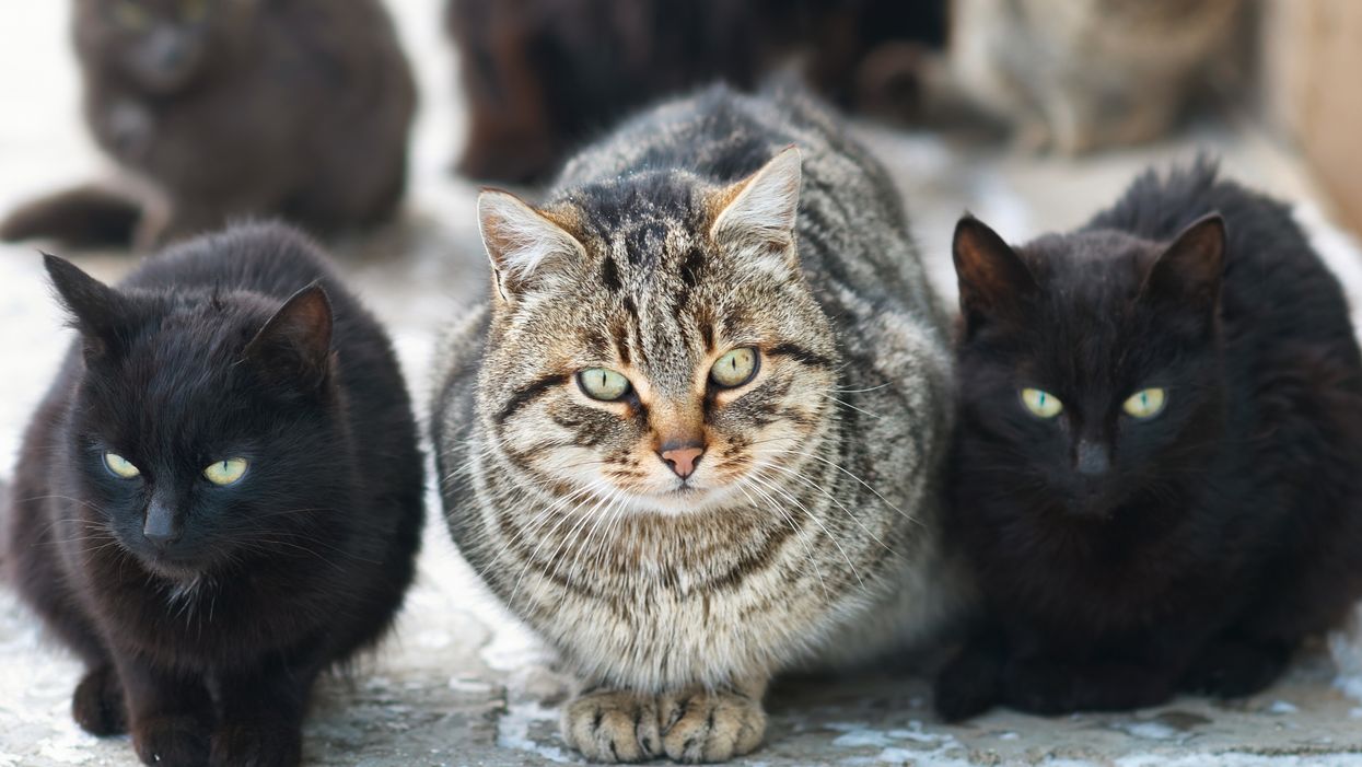 The Pandemic Is Having An Impact On The Cats Of Montreal Too