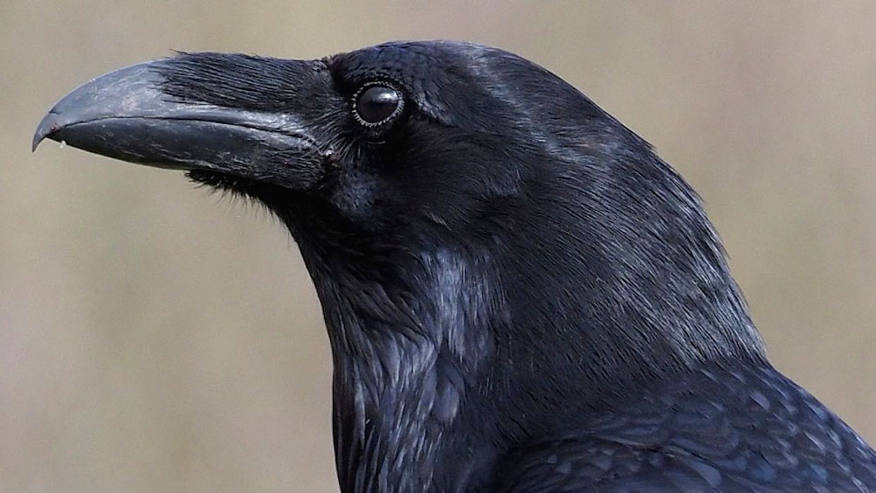 A Raven Was Possibly Stolen From A Montreal-Area Zoo & It Says He'll Die Without Care