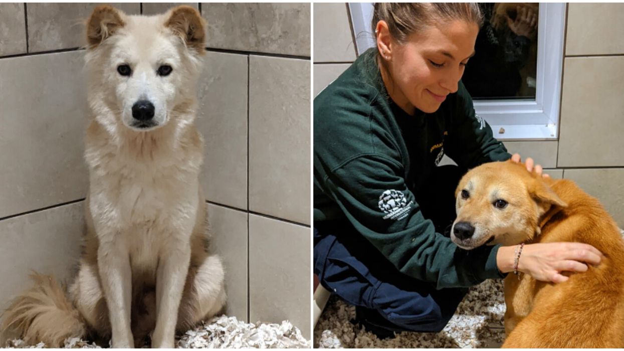 More Dogs Rescued From A Korean Meat Farm Arrived Near Montreal & Look At Their Cute Faces