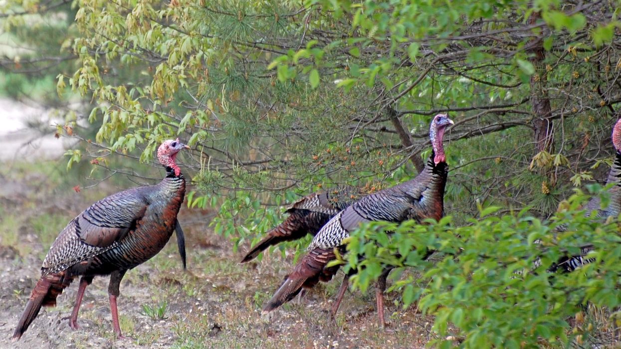 Wild Turkeys Are Roaming Rosemont & The Borough (Ironically) Asked People Not To Eat Them