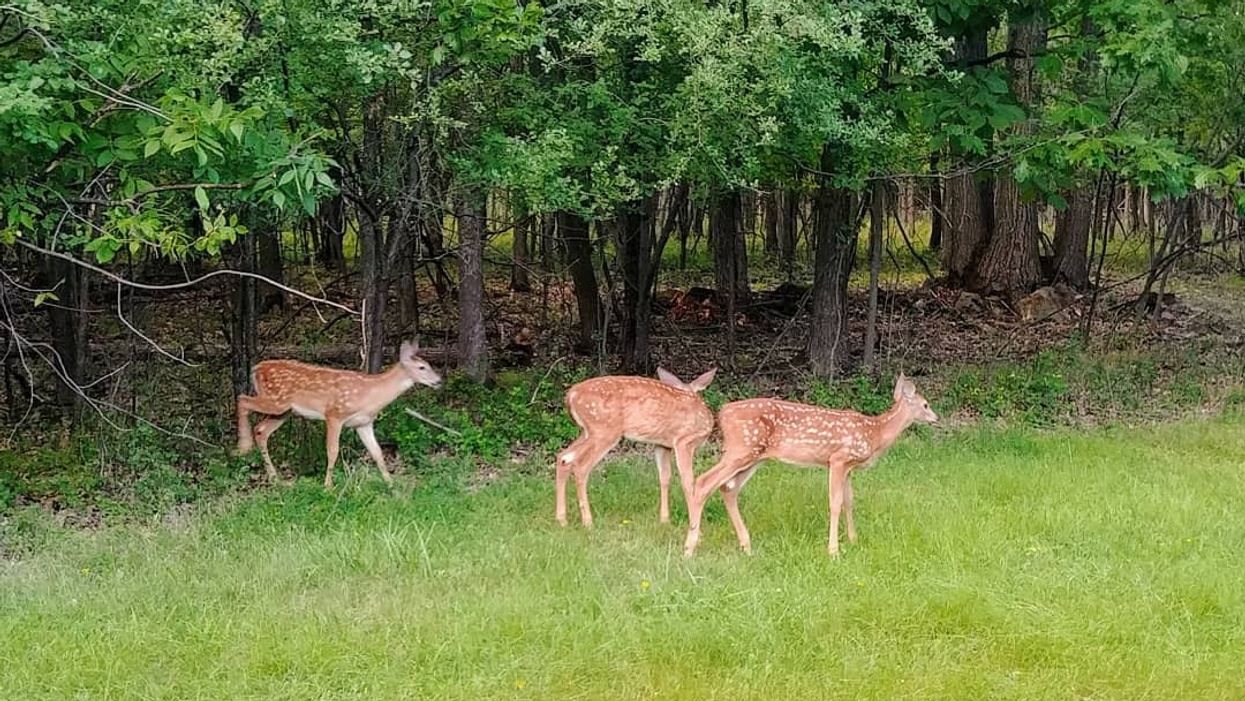 A Man Was So Triggered By Longueuil's Deer Cull He Got Arrested For Threatening The Mayor
