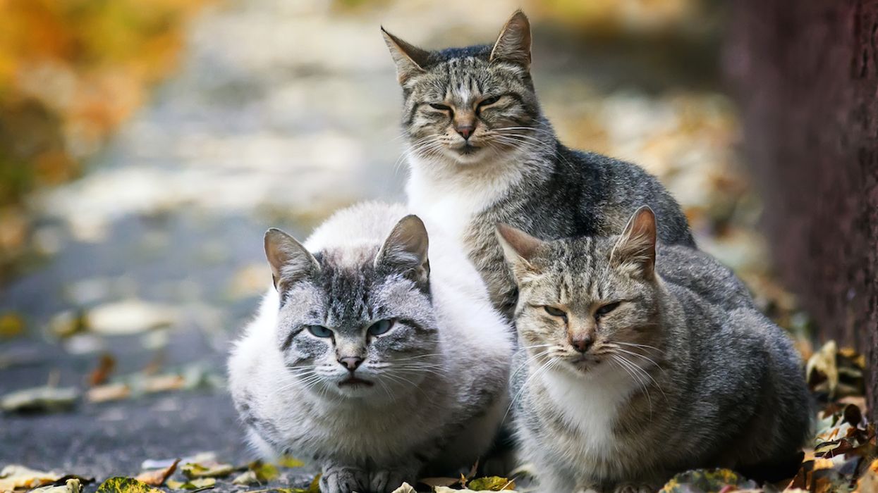 The Pandemic Led To An 'Explosion Of Kittens' In Montreal, Here's How You Can Help
