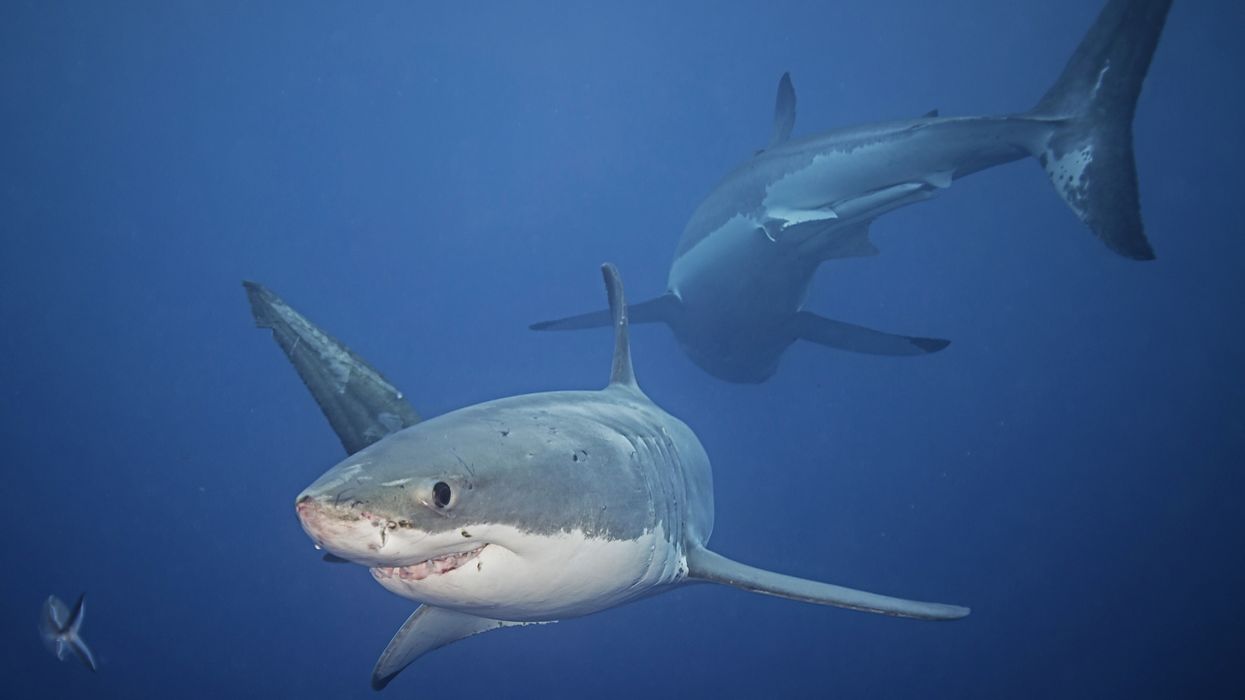 5 White Sharks Have Been Tracked In The Gulf Of St. Lawrence & The Biggest Is Over 13 ft