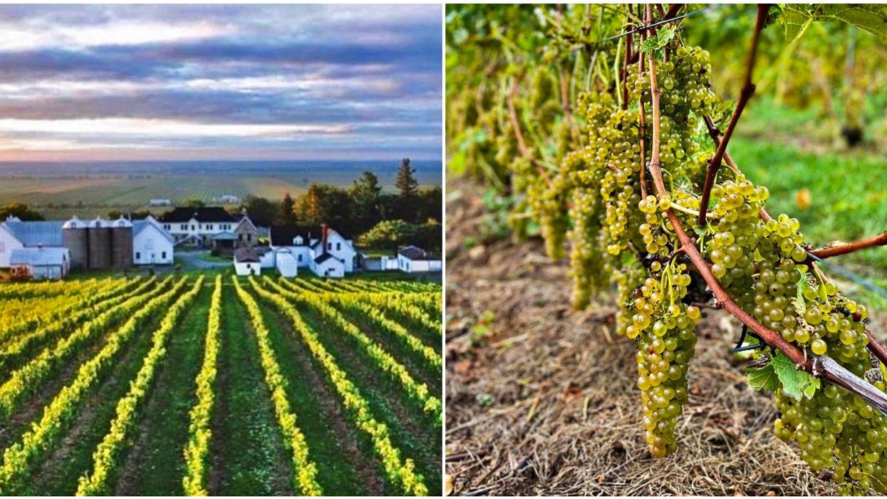 A Quebec Vineyard Had Over $5,000 Worth Of Grapes Stolen & The Thief Hasn't Been Caught