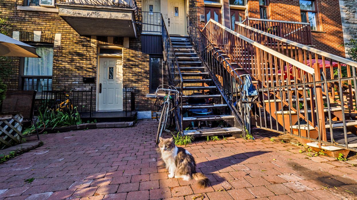 Côte Saint-Luc Is Hosting A Virtual Cat-Themed Variety Show To Help Its Homeless Felines