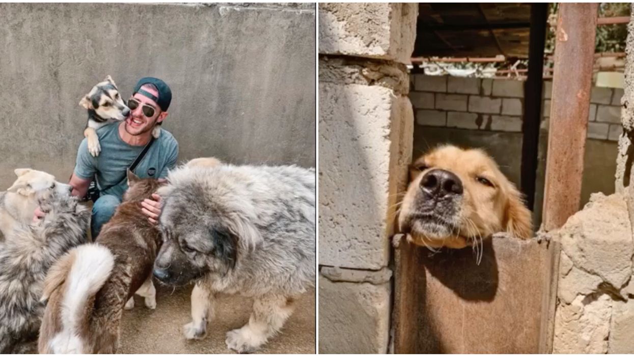 2 Montreal Locals Are Currently In Lebanon To Help Rescue Stray Dogs In Need (VIDEO)