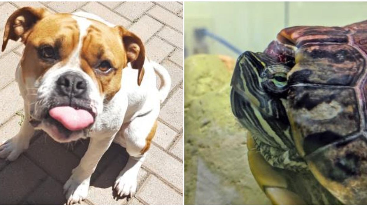 13 Adorable Animals That Are Up For Adoption At The Montreal SPCA Right Now (PHOTOS)