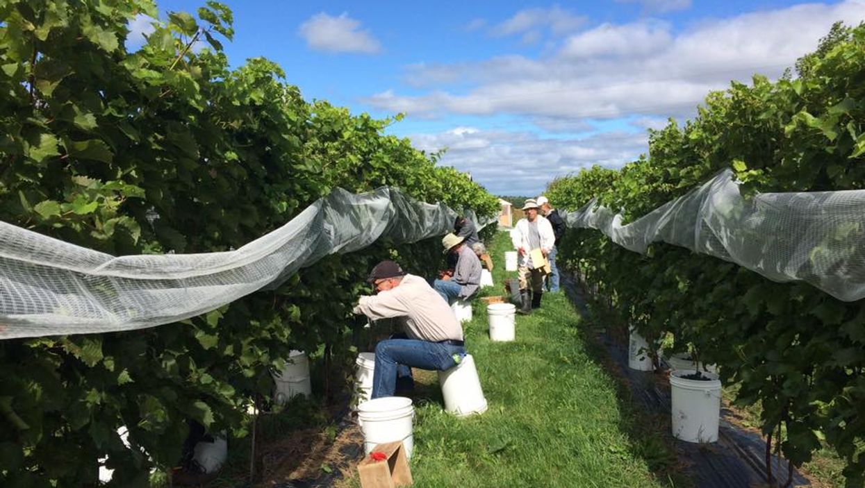 A Quebec Vineyard Wants Your Help Picking Grapes & You'll Get A Free Meal Out Of It