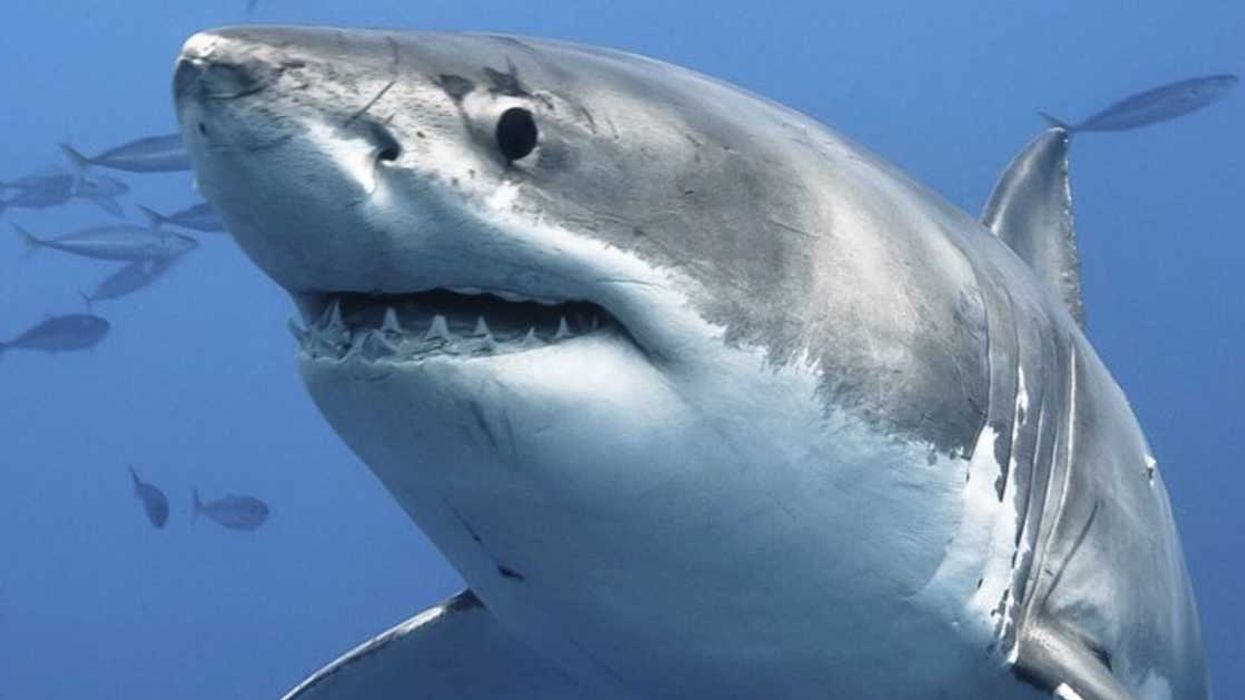 A White Shark Weighing Over 1,000 Pounds Was Spotted In The Gulf Of St. Lawrence