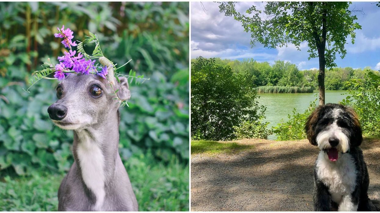 Nine Québécois ‘Puppy Therapy’ Instagram Accounts To Follow Right Now