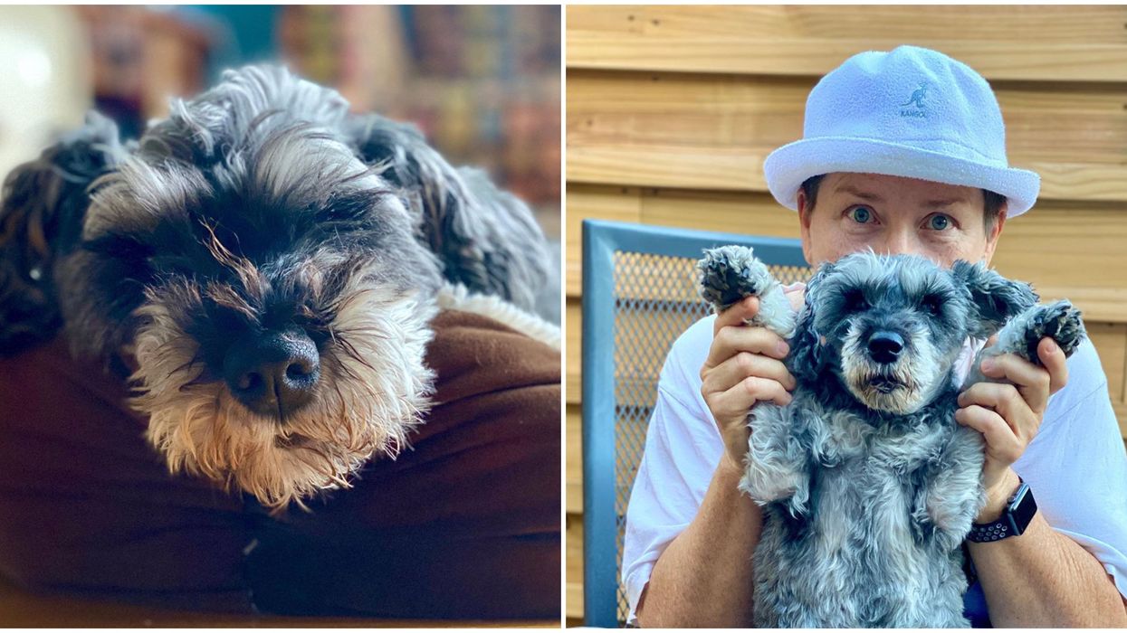 Montreal's Newest Celebrity Is A 'Talking' Dog Who Gives Pandemic Advice