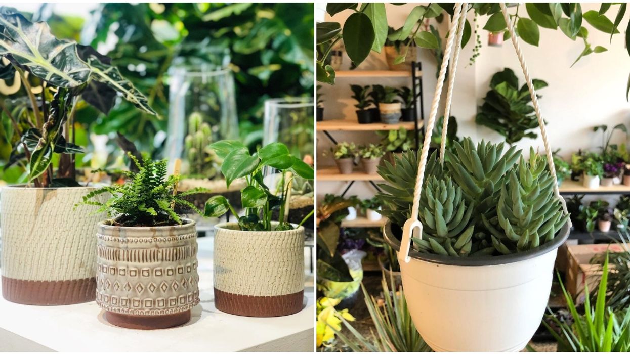7 Spots In Montreal To Check Out When You're In Search Of A New Plant Friend