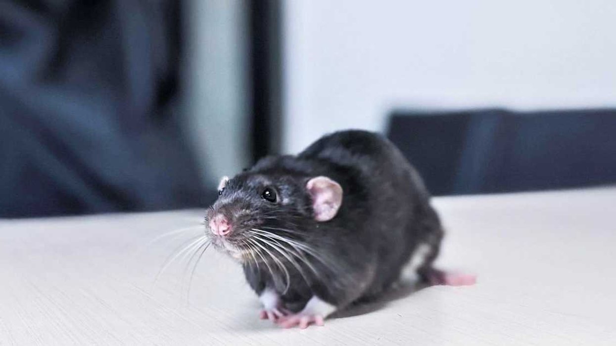 The Montreal SPCA Needs Your Help Finding Forever Homes For 43 Tiny Abandoned Rats