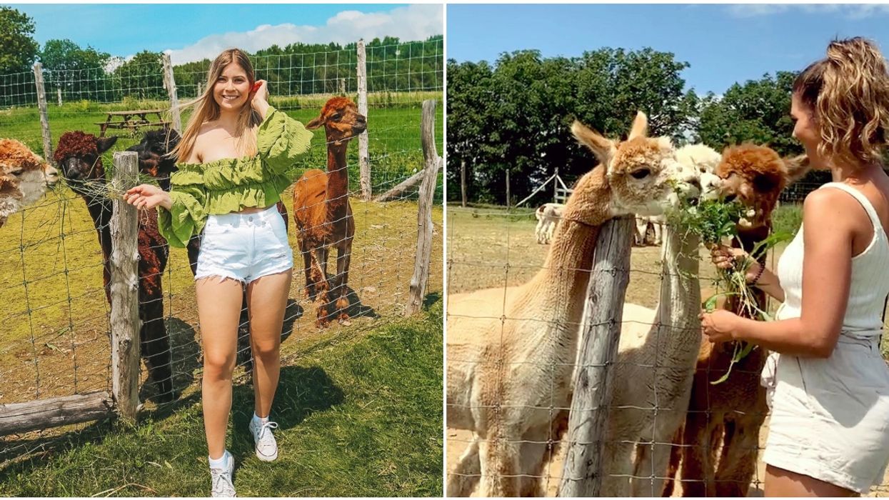 This Quebec Farm Lets You Roam Around With Fluffy Alpacas (PHOTOS)