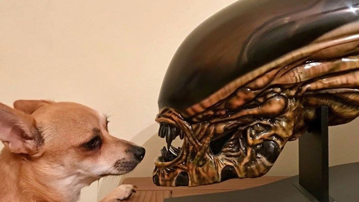 7 Random Things For Sale In Montreal That Prove How Strange The Internet Is