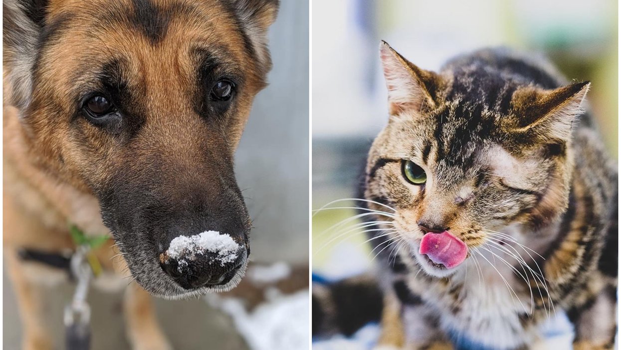 The Montreal SPCA Discusses How To Take Care Of Animals During The the-montreal-spca-discusses-how-to-take-care-of-animals-during-the
