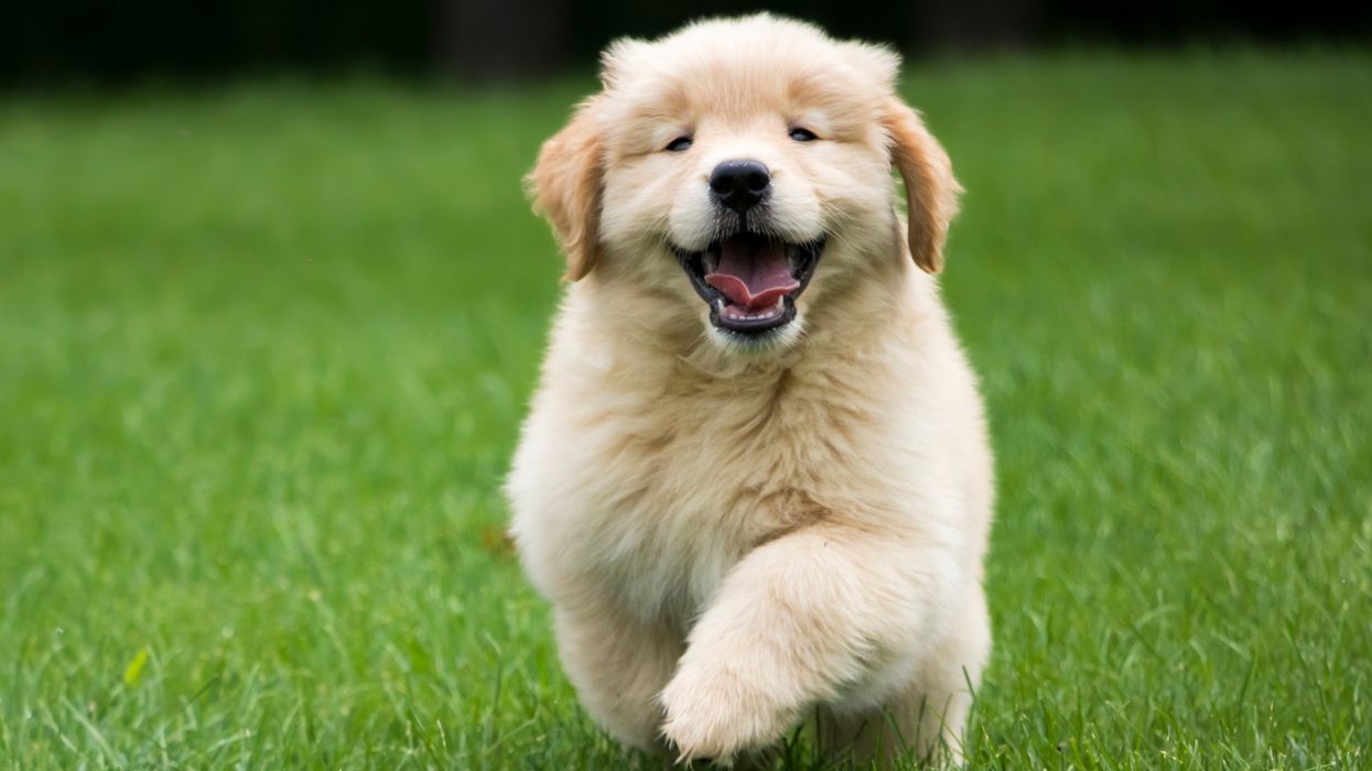 You Can Actually Rent A Dog For A Day In Montreal