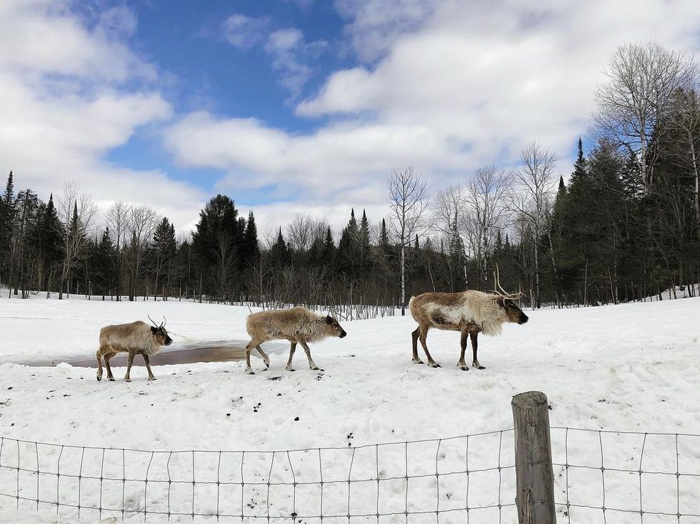You Can Rent This Chalet In Montebello, Quebec And Sleep With Wolves