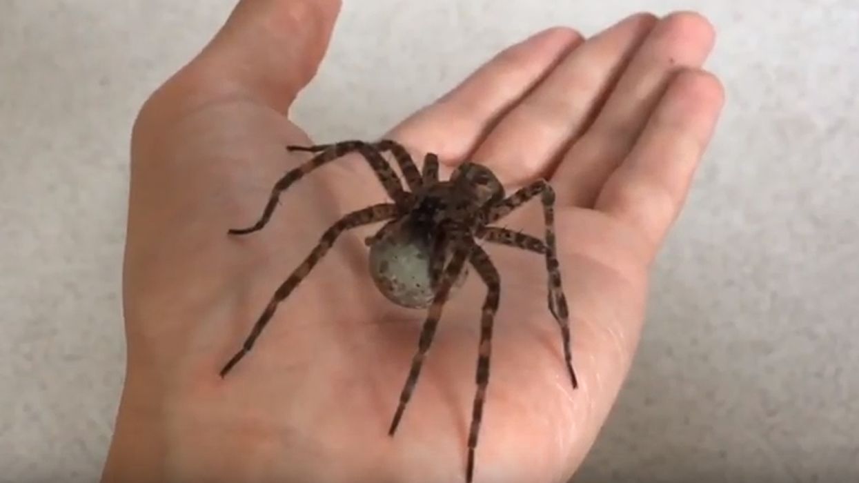 This Is The Biggest Spider That Actually Exists In Canada