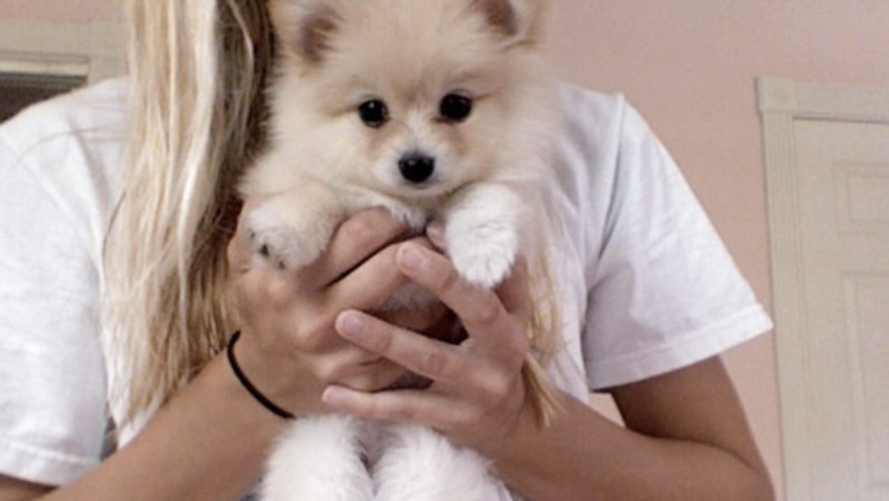 Why You Should Get A Puppy Instead Of Having A Baby Mtl Blog Why You Should Get A Puppy Instead Of Having A Baby Mtl Blog