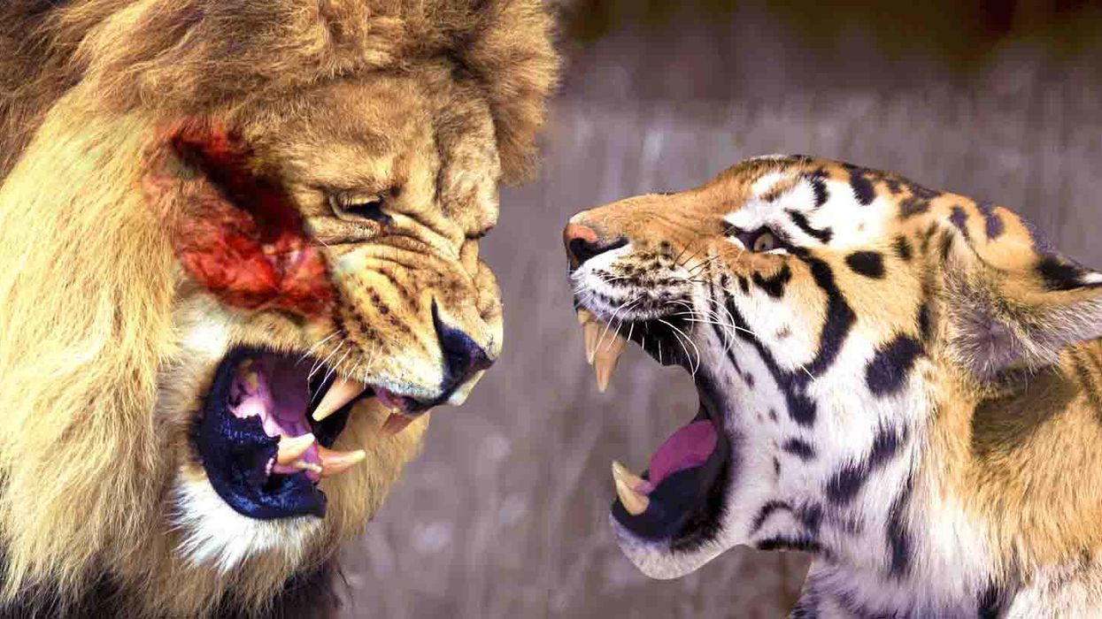 Who Would Win If A Tiger Fought A Lion - MTL Blog