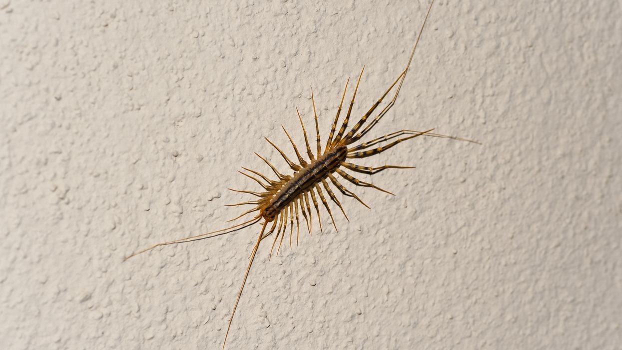 Everything You Need To Know About Montreal's "House Centipedes"