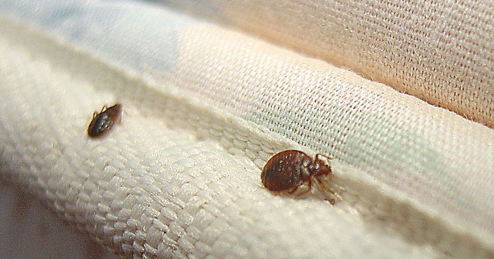 Everything You Need To Know About Montreal's Bed Bugs MTL Blog