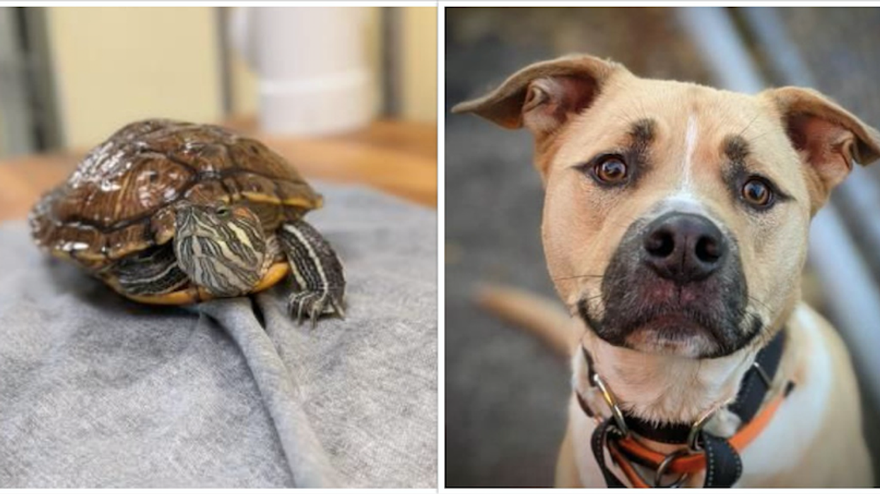 7 Precious Animals At The Montreal SPCA Looking For Their Forever Homes Right Now