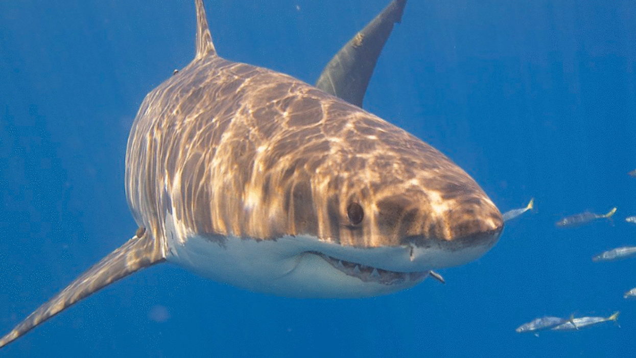 A Second Shark Has Been Tracked Swimming In The Gulf Of Saint Lawrence