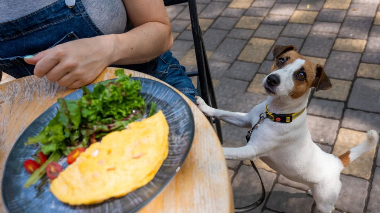 Jack Russell begging the owner in a street cafe. Woman having breakfast in dog friendly outdoor cafe.