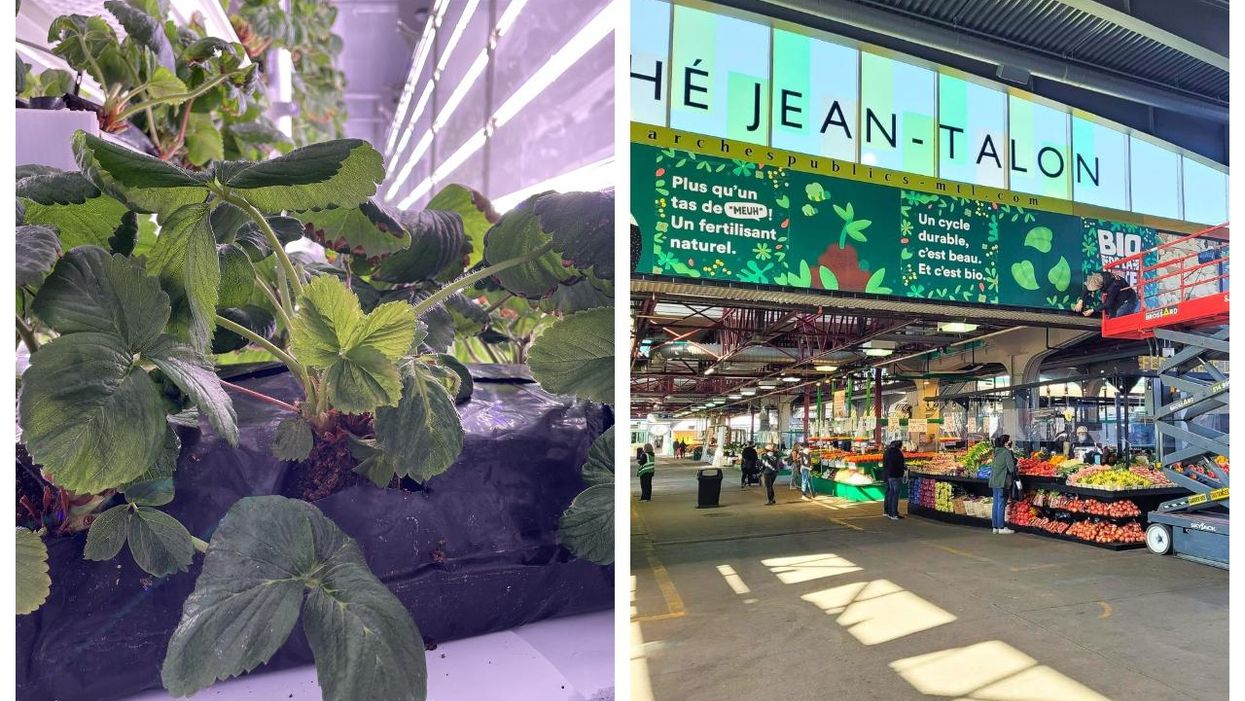 Jean-Talon Market Has Free Strawberry Plants To Give Out