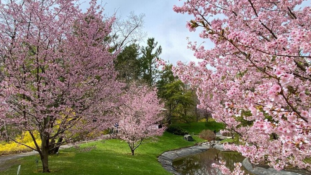 Kurile cherry trees in bloom at the Montreal Botanical Garden (Jardin Botanique).