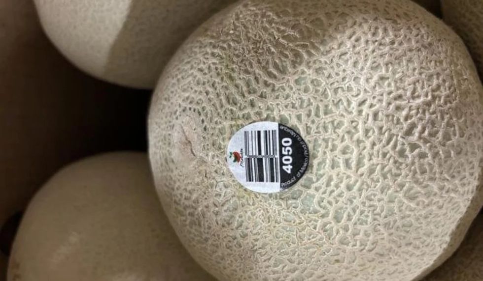 Malichita brand Cantaloupes