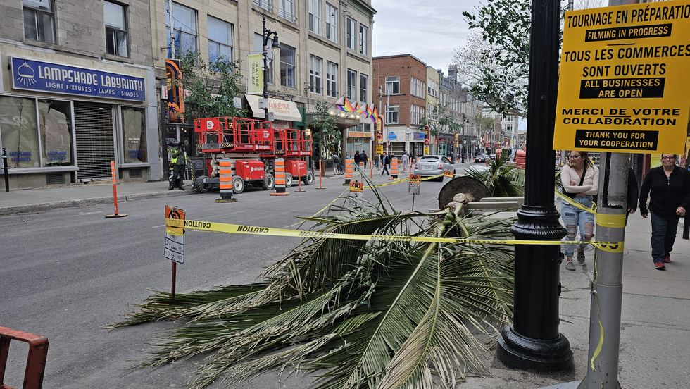 Massive palm trees by the side of Sainte-Catherine Street East, roped off by a sign that reads "Filming in progress, all businesses are open."