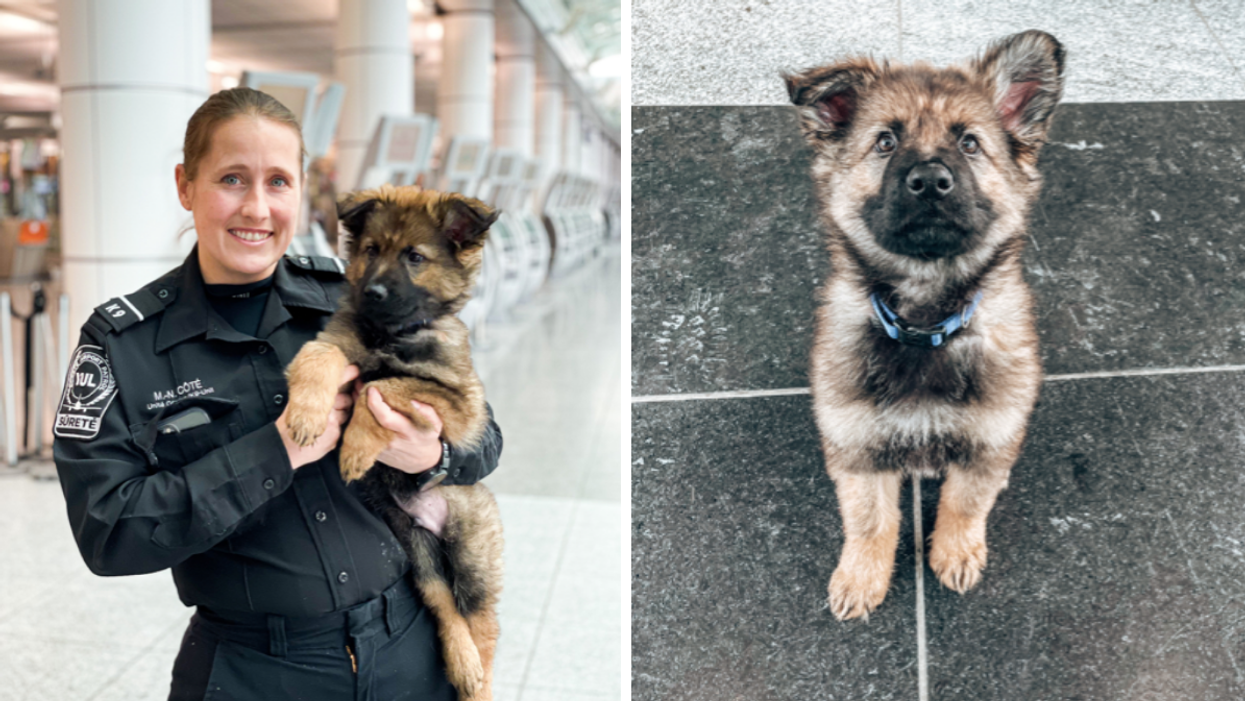 Meet Sonic — The New Montreal Airport Employee Keeping Hoomans Safe