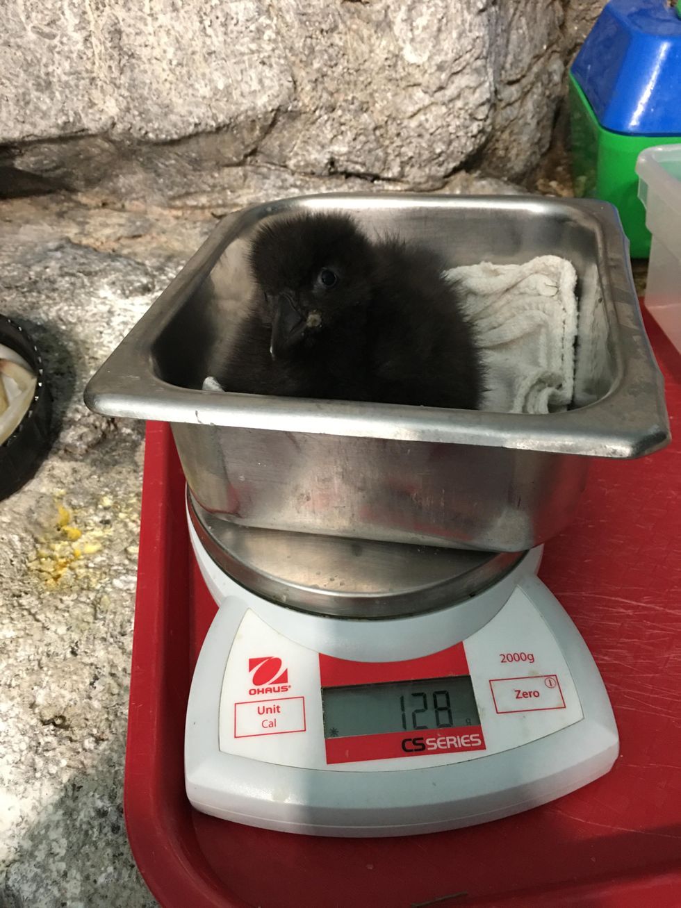 Montreal Biod\u00f4me Welcomes Adorable Baby Puffins (PHOTOS)