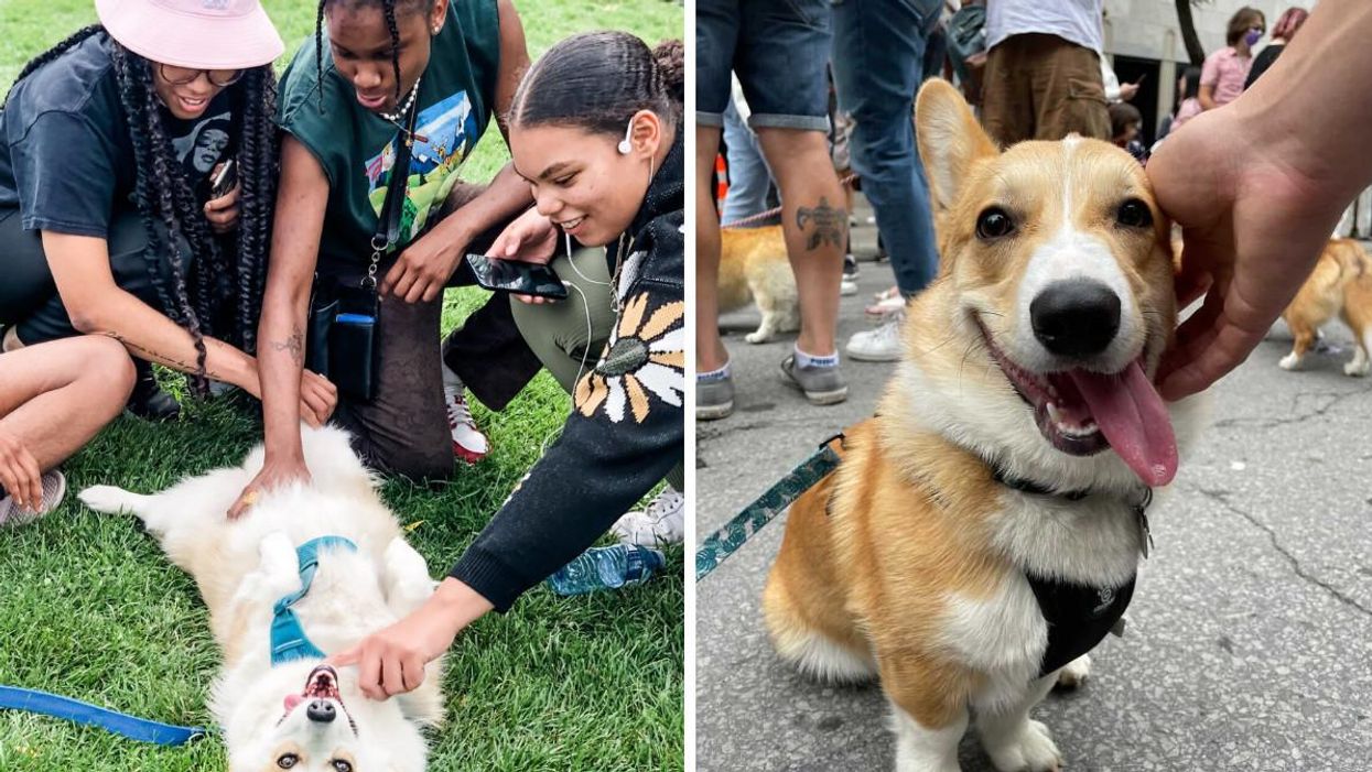 Montreal Hosted A Huge Corgi Party With 150 Dogs & It Was A Sea Of Fluffy Butts (PHOTOS)